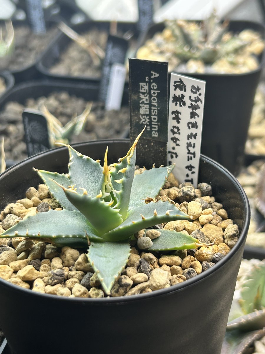 エボリスピナ 西沢陽炎 樫太郎さん（@negusare18 ）がオキボタで代理で