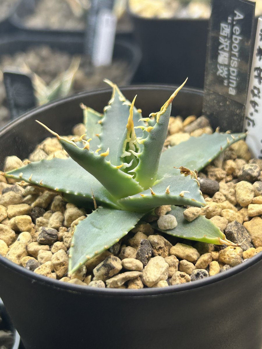 エボリスピナ 西沢陽炎 樫太郎さん（@negusare18 ）がオキボタで代理で