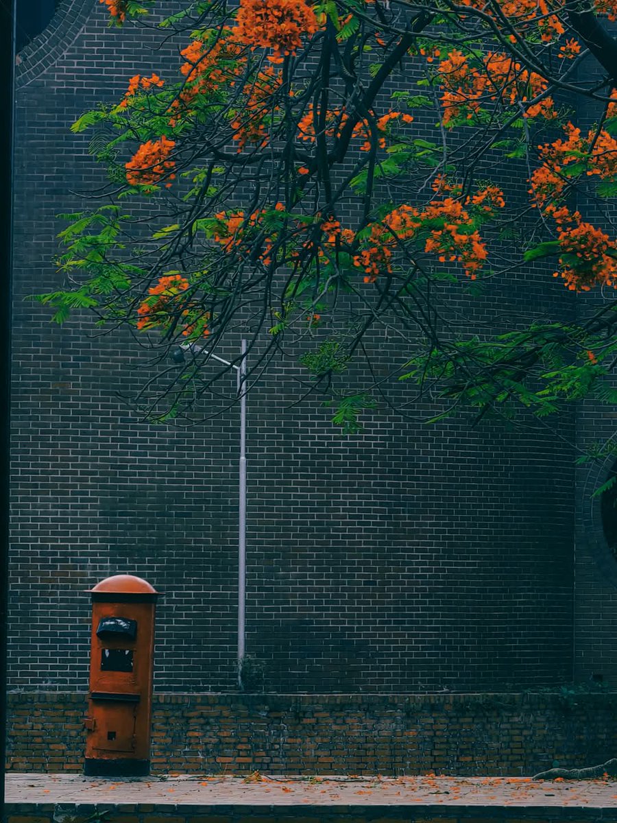 EverydayBGD's tweet photo. Beautiful city with flowers.. ππ πΈ Sarwar. #trees #photo #beautiful #garden #river #sun #tree #travelphotography #plants #flowers #green #picoftheday #spring #everydaybangladesh #everydaybd #everydaybgd #everydayeverywhere #everydayasia #beautifulbangladesh #explore https://t.co/1UKNlbAFDI