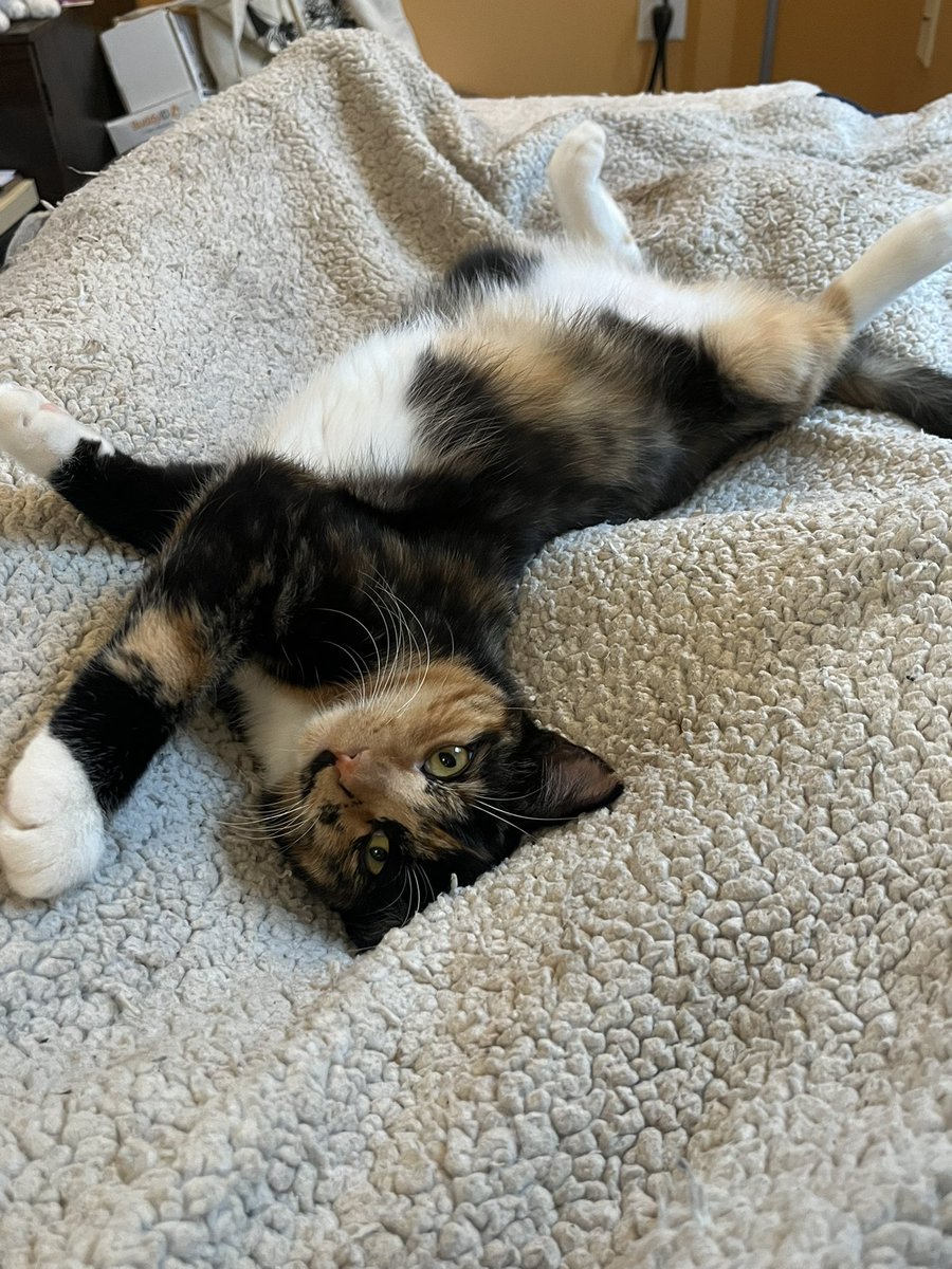 crits4cats's tweet photo. We still have so many sweet, funny older kittens (who are all quickly becoming young adults while still waiting for their forever homes). All very cat social &amp; friendly, let us know what you’re looking for in a companion &amp; we can match you up! Elkton, MD https://t.co/BtVniSm0s0 https://t.co/2npm0jQR6f