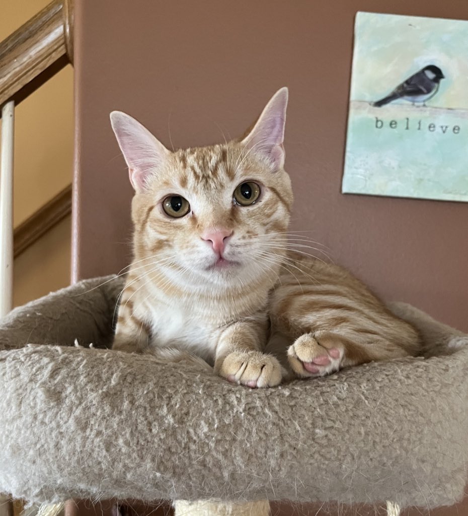 crits4cats's tweet photo. We still have so many sweet, funny older kittens (who are all quickly becoming young adults while still waiting for their forever homes). All very cat social &amp; friendly, let us know what you’re looking for in a companion &amp; we can match you up! Elkton, MD https://t.co/BtVniSm0s0 https://t.co/2npm0jQR6f