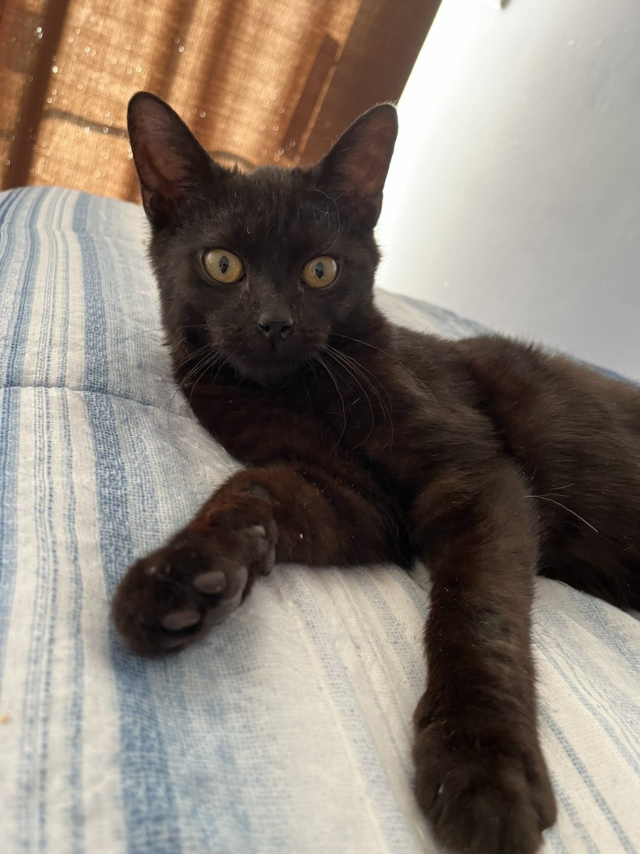 crits4cats's tweet photo. We still have so many sweet, funny older kittens (who are all quickly becoming young adults while still waiting for their forever homes). All very cat social &amp; friendly, let us know what you’re looking for in a companion &amp; we can match you up! Elkton, MD https://t.co/BtVniSm0s0 https://t.co/2npm0jQR6f