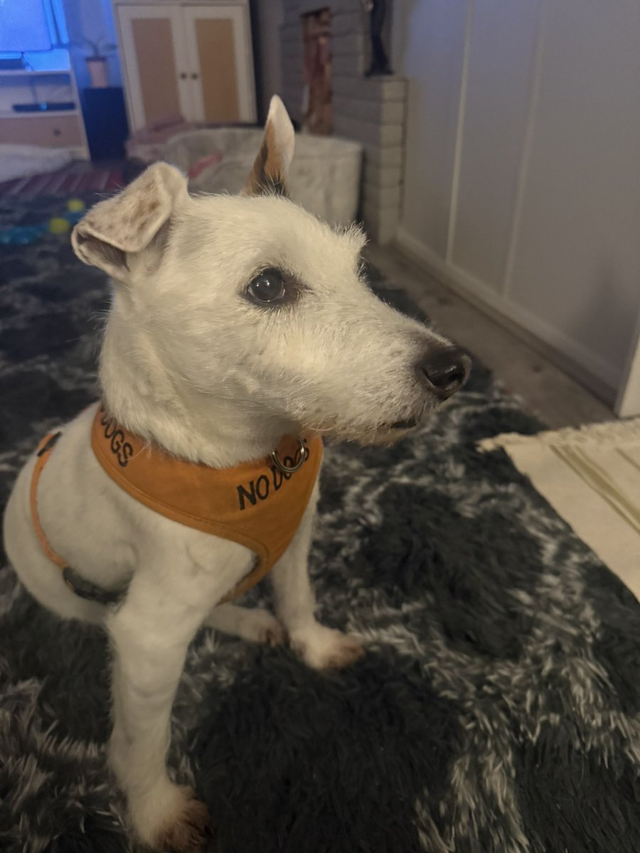 Pod the 3 legged wonder tweet media