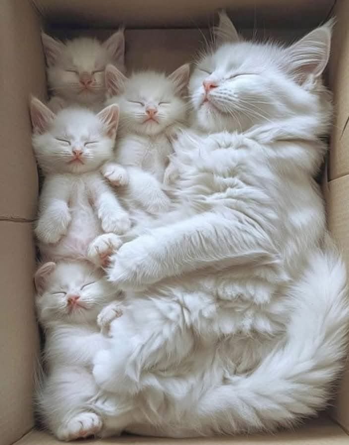 MarcelloCresce2's tweet image. Scusate la bellezza