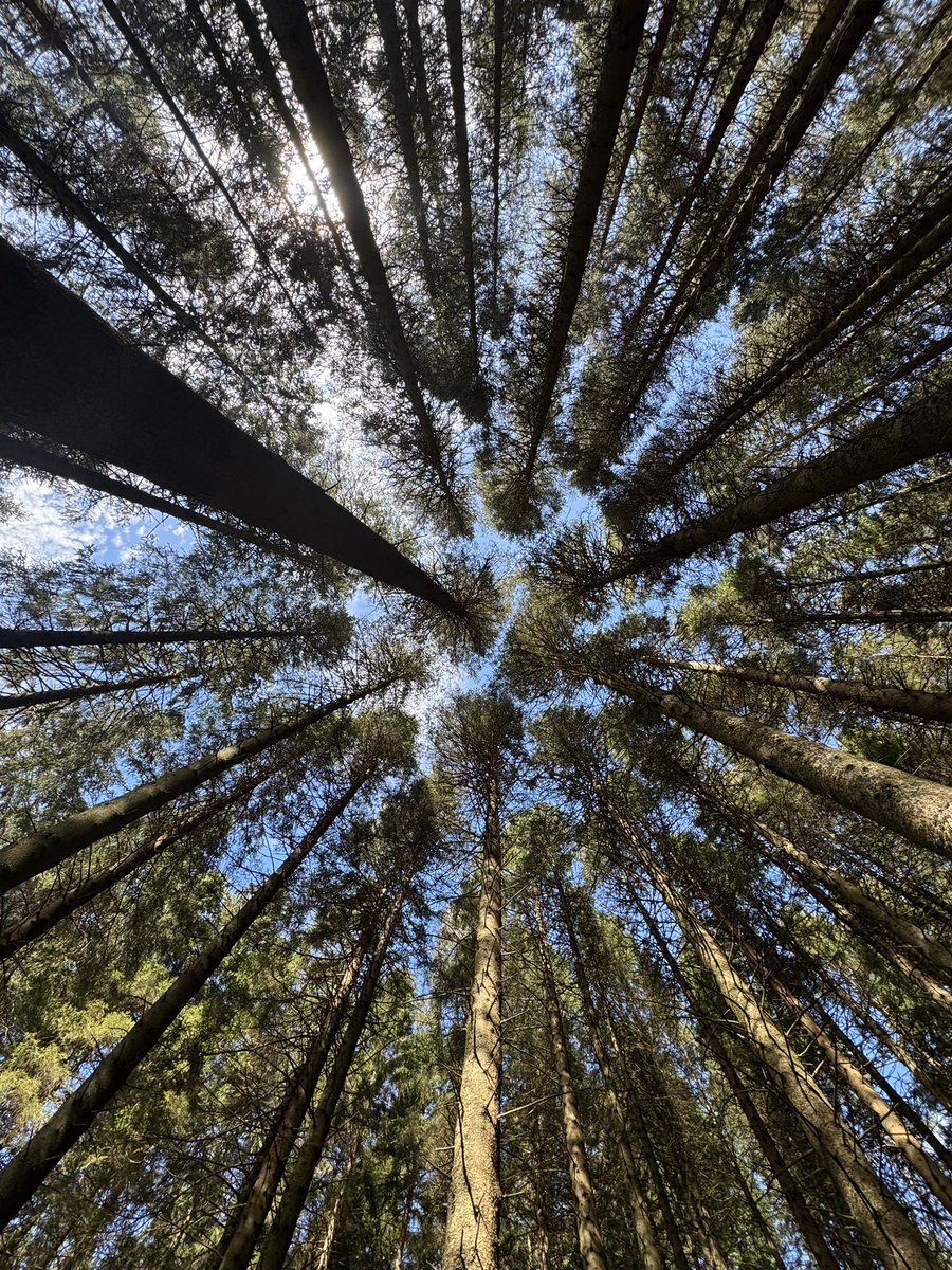 gvhawtin's tweet photo. Just wow 🤩 #Kielder #tentbox #outdoors #EasterSunday #sunshine #forest 🌲 🌲 🌲 #relax #walk #birds https://t.co/iiZTKiuwKL