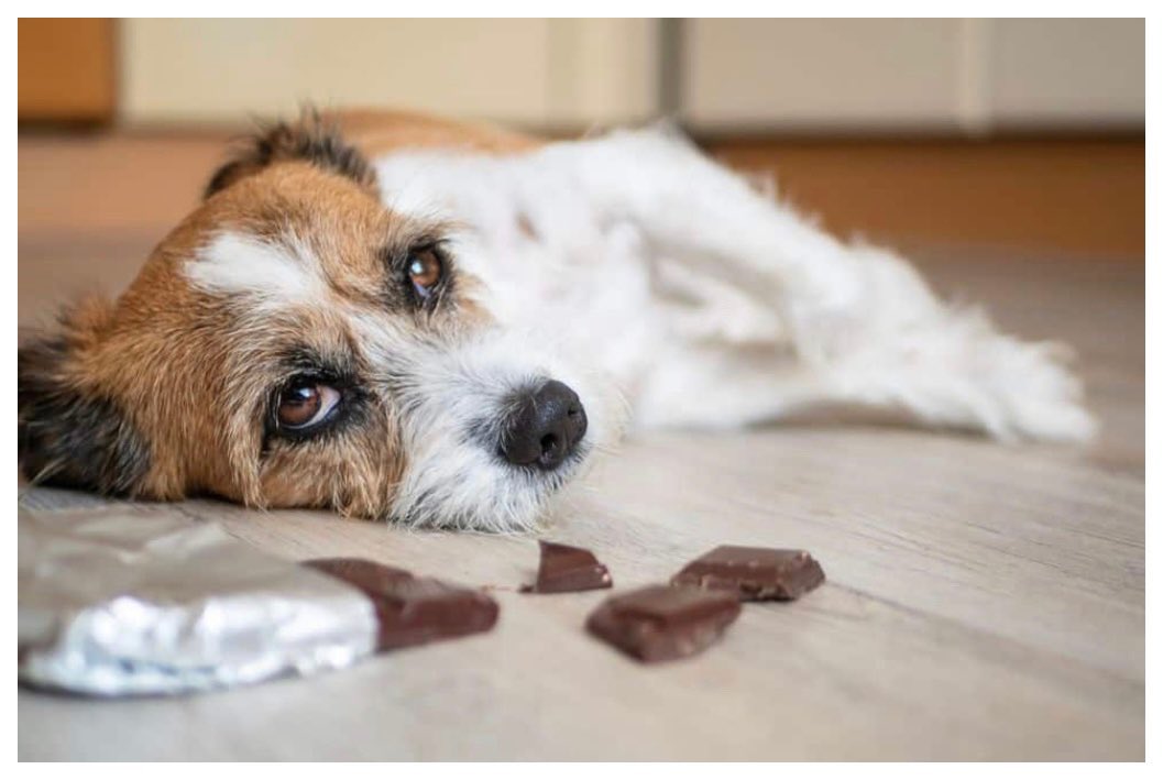 MADRADogRescue's tweet photo. We all adore chocolate but don’t poison your pet this #Easter
There is no safe limit,chocolate toxicity is fatal if untreated- signs include vomiting, diarrhoea,seizures etc
Keep chocolate out of reach, if eaten, call your vet immediately 🐶🆘
#Dogs #DogsHealth #Easter https://t.co/dgyTK2k1Xn