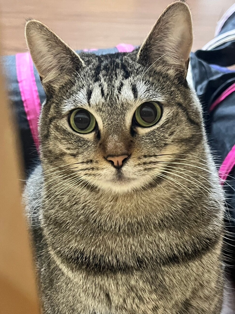 猫のハチ♂を探しています【発見に繋がった場合謝礼あり