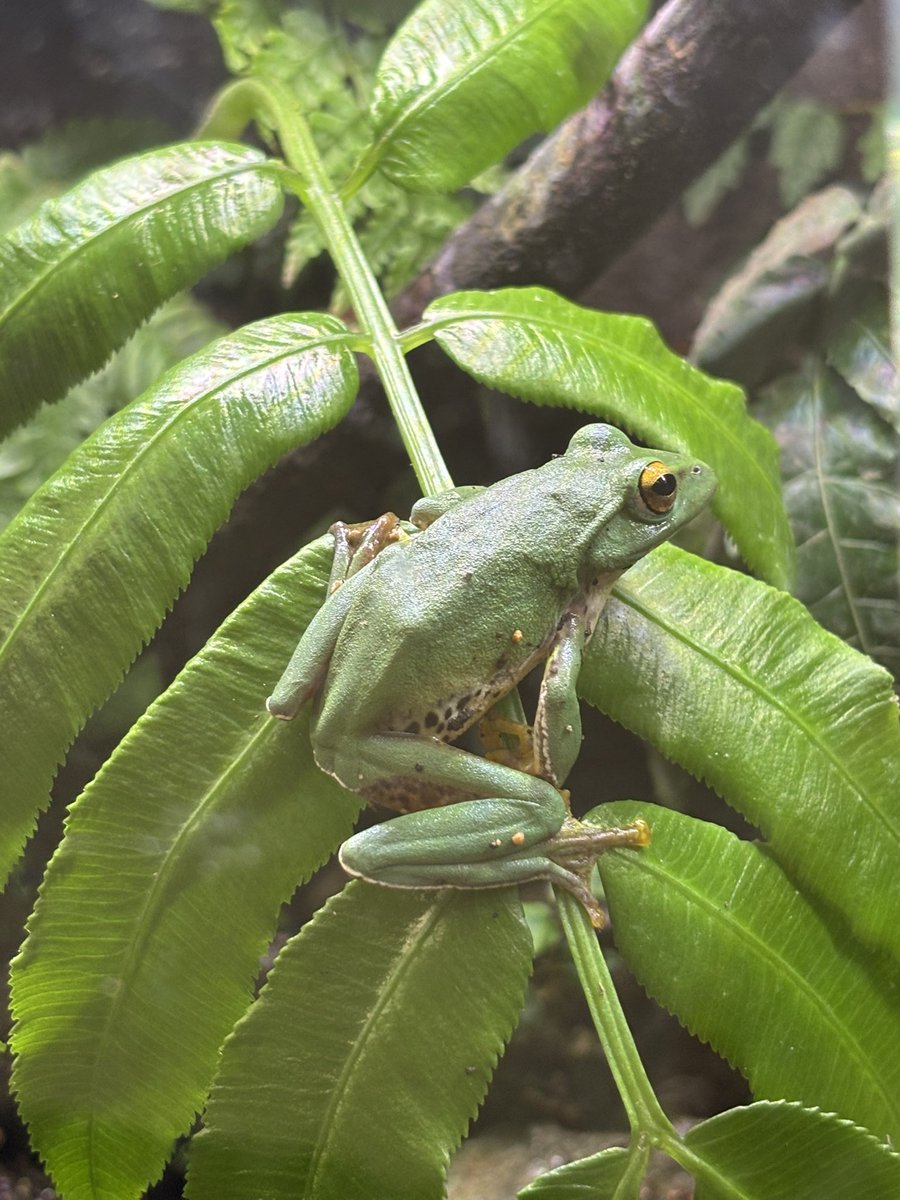 リュウビンタイ×ヤエヤマアオガエル