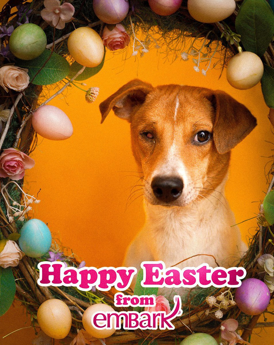 EmbarkLK's tweet photo. Happy Easter from all of us at Embark!

#HappyEaster #HopeForStrays #EmbarkFamily #EveryLifeMatters #EasterWithLove https://t.co/Wanz2zJaRX