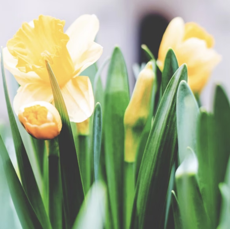 Happy Easter and Happy Passover to all who are celebrating today. The sun is shining and the air is warming up. A great day to be thankful for all we have and to share with others.