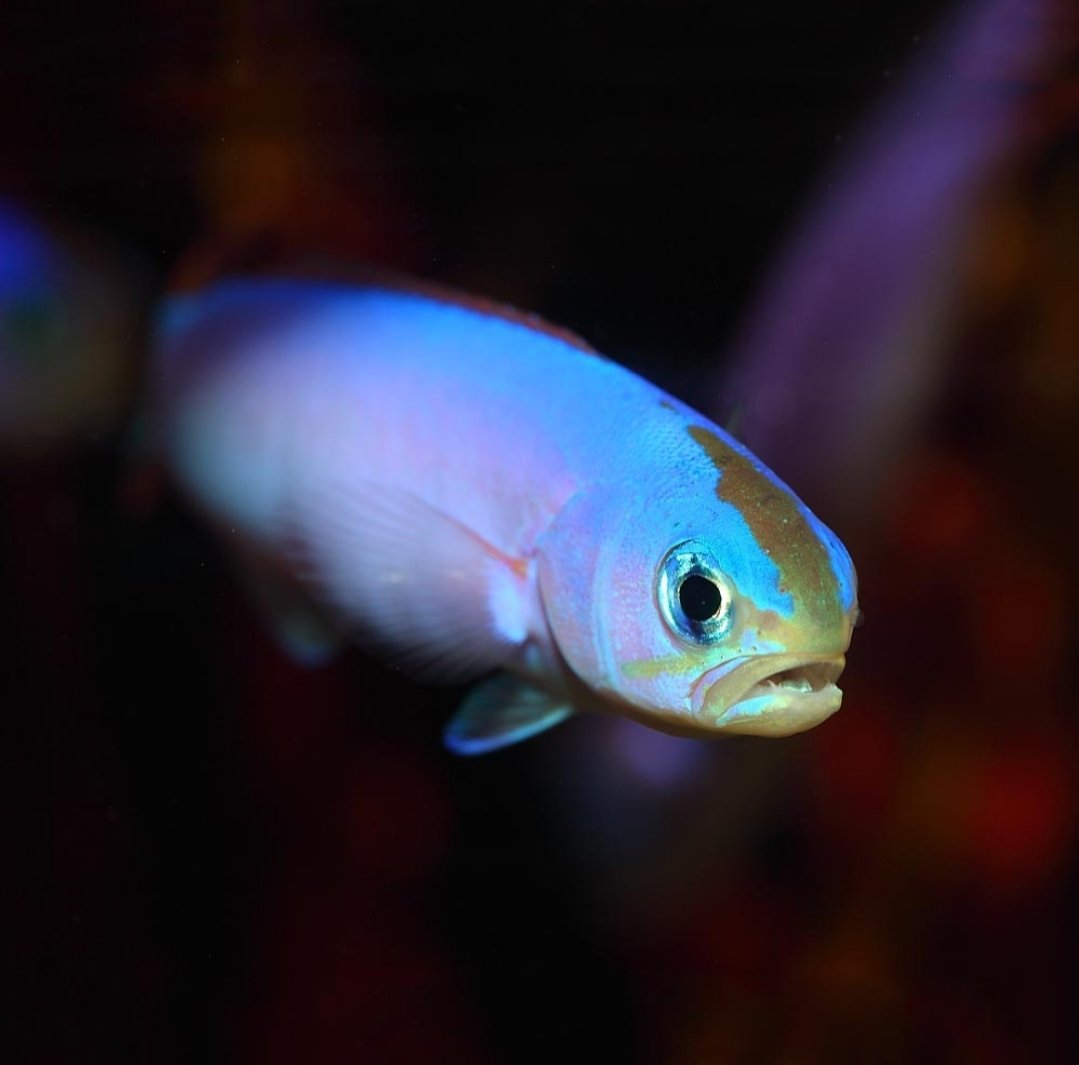 Recifat Aquarium (@greendropszaza) on Twitter photo 