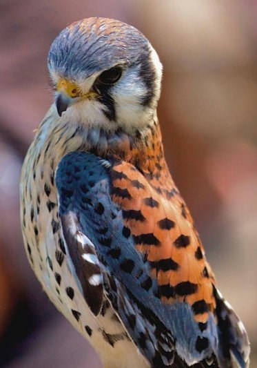 barroso3105's tweet image. Hola ! #pájaros  Maravilloso  🤩  
✨ Beautiful bird  😍✨
✨👉 American Kestrel 🐦
✨👉 📸  By Murray MacLeod 
 ✨➡️ Always thinking about a better world
  💭🌐🕊️😎