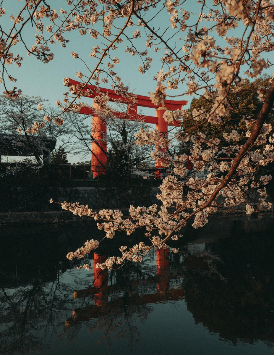 riki_shinagawa's tweet photo. Cherry blossoms in Japan https://t.co/D5AvlfvxvP