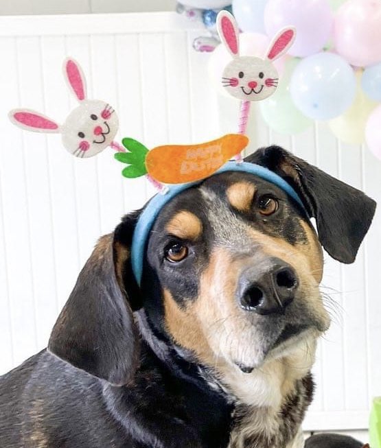 ChevalierFPCS's tweet image. Wishing all my students, families, and fellow educators a joyful and peaceful Easter! May your day be filled with love, laughter, and a little bit of chocolate.