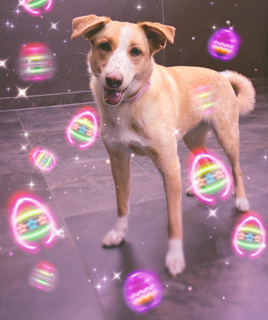 ChevalierFPCS's tweet image. Wishing all my students, families, and fellow educators a joyful and peaceful Easter! May your day be filled with love, laughter, and a little bit of chocolate.