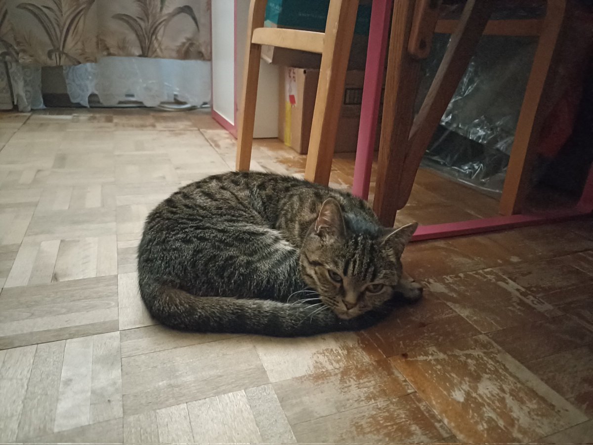 Пришло тепло - пора переселяться на пол. Там хоть немного сквозит. :)
А где вы ловите прохладу? 

За сим отмуркиваюсь. 
Ваша Кася