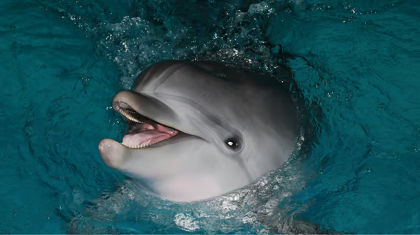 Go0-GOwaUAAht_1.png