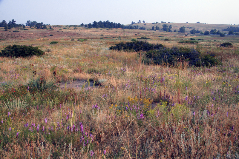 Wildfire Partners tweet media