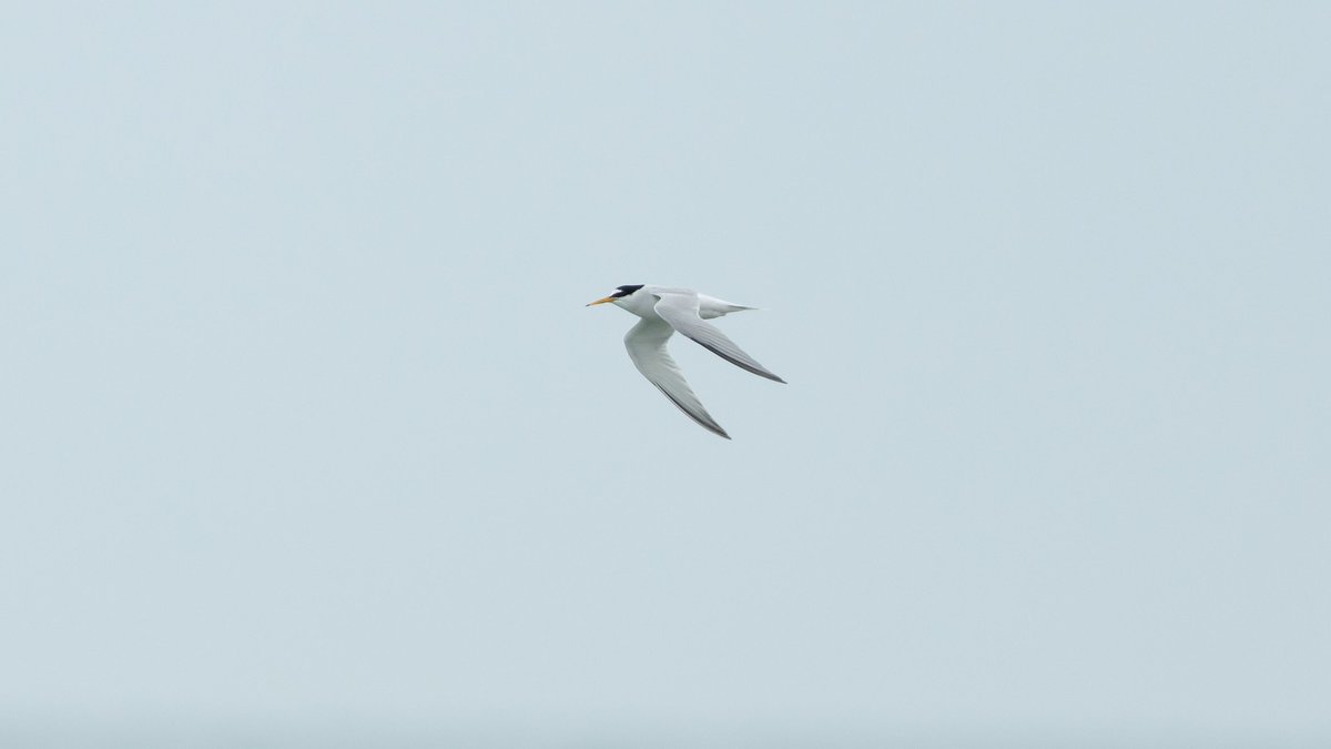A good day around Selsey with sea watching this afternoon producing 3 Bonxies and 3 Arctic Skuas, 1xLP 2DP.
Plenty of Little Terns about, a few Common and many Sandwich.
Fulmars, BT Divers, whimbrel etc