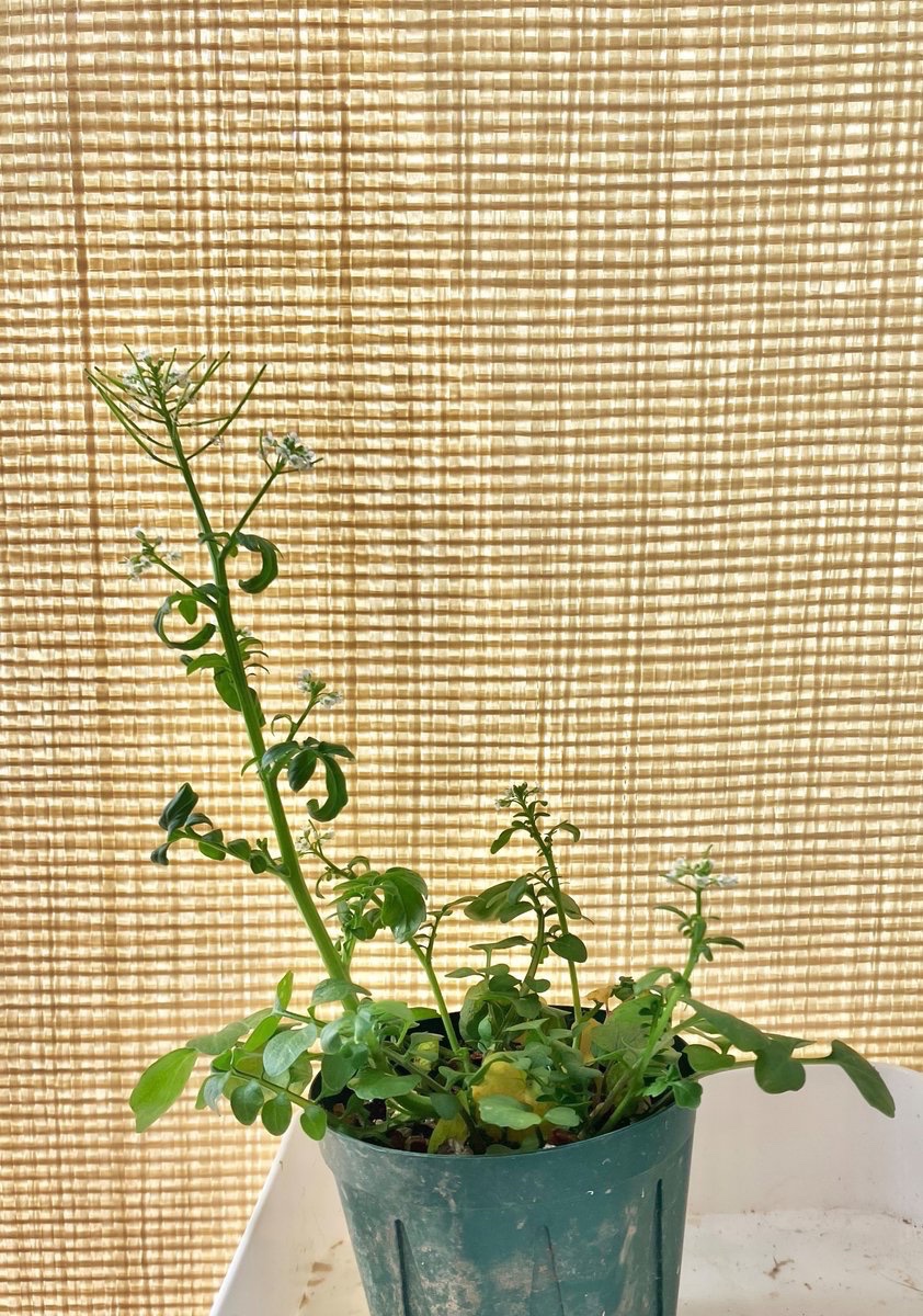 liklikmeri's tweet photo. 渓流のタネツケバナ、引用の1枚目の株だけ鹿沼土・赤玉土の混合に上層バーミキュライトで植え付け直して、変化を観察してみたんだけど、10日でこの状態まで立ち上がって葉質のゴワゴワ感もほぼ消失😳

3,4日で茎葉と花茎が明らかに立ち上がってきたし、一株で刻々と姿を変えるの凄い笑

#Cardamine https://t.co/0mZpdKsvRj
