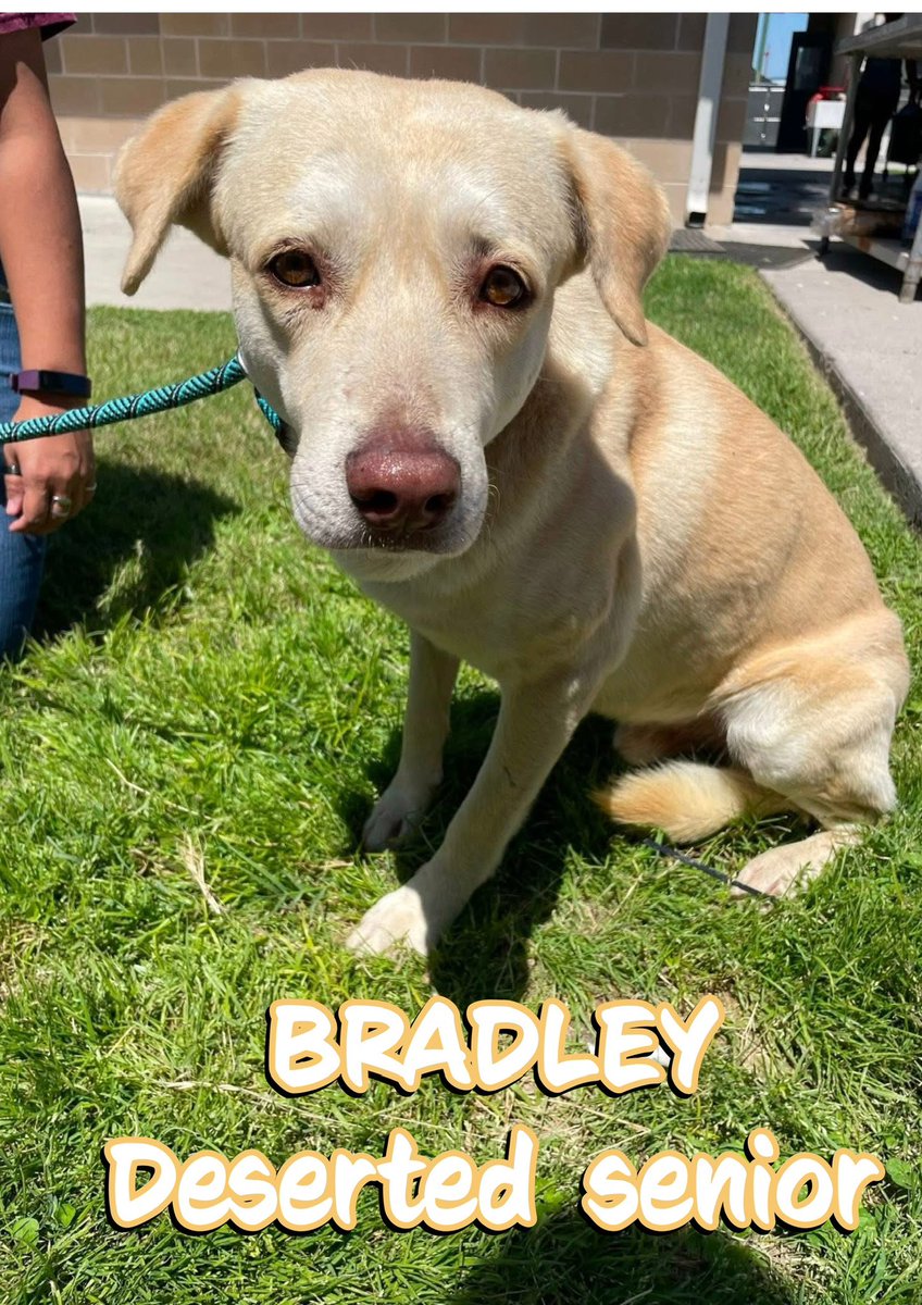 RoCoGB's tweet photo. 🆘Plz HELP Senior BRADLEY #A379518 Age 7+
Corpus Christi shelter Tx
Kill ALL ages😭
BRADLEY faces DEATH
🔥4/21🔥
Sweet senior’s been DESERTED & needs a loving🏡 4 his golden years #ADOPT
Anxious but warming up
❤️🩹Fluid 3x3 mass nr. trachea, arthritis & worn🦷
He’s a gentle soul waiting 2 trust, can YOU give him peace?
#Pledge4Rescue
Contact:
Corpus Christi Animal Care Shelter
2626 Holly Road
Corpus Christi
TX US 78415
ccacsrescues@cctexas.com
361-826-4630
Include Name & ID
The shelter DOES NOT accept #pledges
Plz make your pledge HERE in this post
If a rescue organisation saves a dog. The rescue will receive pledges to help towards caring for the dog.