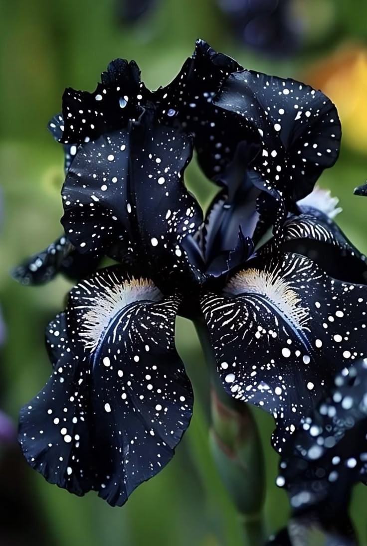 Black orchid!!!