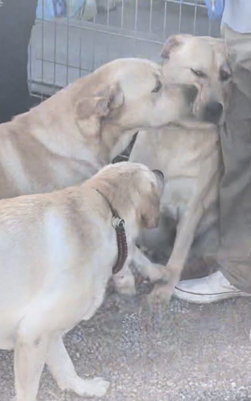 犬が苦手な犬が犬に詰められてる様子です