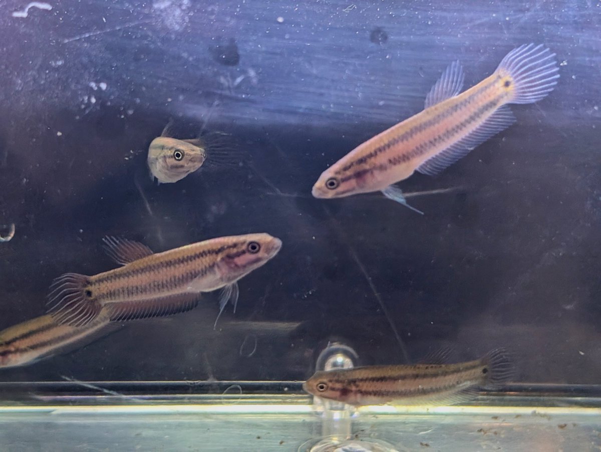 munmunshrimp's tweet image. イベントのお知らせ📣
4/19−20(日)の
#アクアブリーダーズフェスタ
大阪の天王寺の大阪国際交流センターで開催です。
シュリンプ、用品、水草少し
持って行きま〜す🫡
ここまで姫さんのコピペ😏

土曜日は納品だけ日曜日は前半顔出せるかなと言う残念な私ですが宜しくです。
以下お品書きです🫡