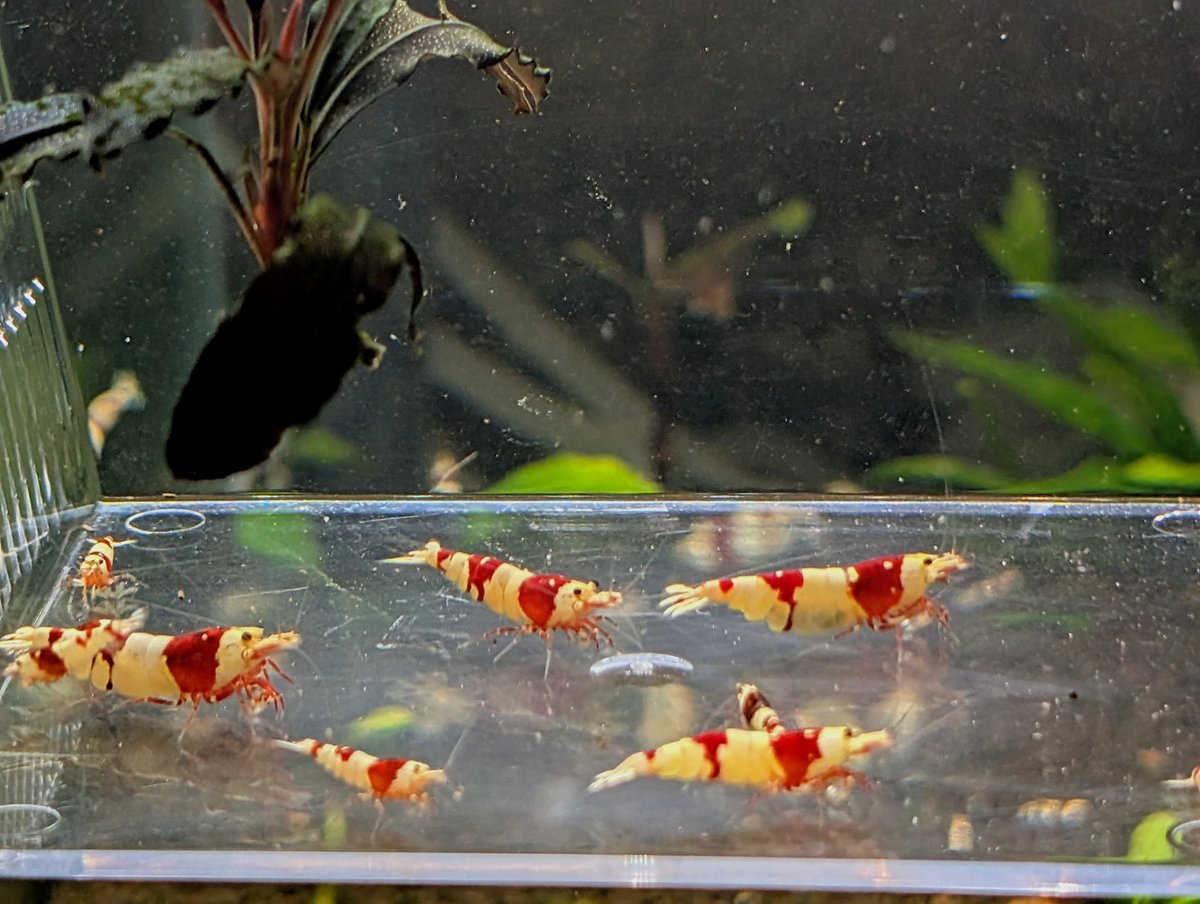 munmunshrimp's tweet image. イベントのお知らせ📣
4/19−20(日)の
#アクアブリーダーズフェスタ
大阪の天王寺の大阪国際交流センターで開催です。
シュリンプ、用品、水草少し
持って行きま〜す🫡
ここまで姫さんのコピペ😏

土曜日は納品だけ日曜日は前半顔出せるかなと言う残念な私ですが宜しくです。
以下お品書きです🫡