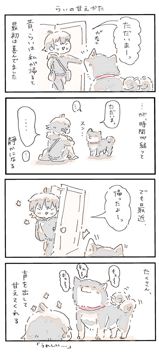 #4コマ漫画 #柴犬
らいの甘えかた 