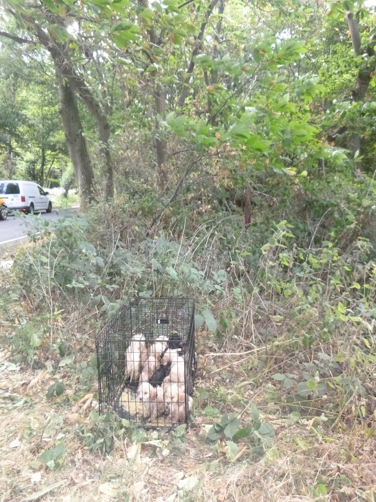 AdoptionsUk's tweet photo. Please retweet, warning from registered charity that a mass cull of dogs may occur in the UK - dog rescues are at breaking point ‼️ #UK 👇https://t.co/MnLR87Q1yN…
Most council pounds in the UK, won't let the public adopt. They will say they do not have the resources to assess all dogs or potential homes. Rescue shelters in the UK are full‼️We already have more dogs than homes, people are still selfishly or naively  buying puppies online, with no research, no commitment or welfare checks. We need to stop dogs being abandoned and going into council pounds.  Please tag your MP. 
Below , 20 Puppies abandoned by a breeder at the side of the road,  #UK  Now thankfully saved and rehomed by RSPCA Essex .

#k9hour #Wales #Scotland #pets #dogs #dog #adoptdontshop #animals #dogsofX #Wales #Scotland #pets @rosieDoc2 @MissingPetsGB @LurcherSOS @DogLost_UK @APDAWG1 @NickDixonITV @andreajenkyns @UKLabour @RoyalFamily @DefraGovUK @rickygervais @JaneFallon @lorraine @LisaClareRead2  @Nightowl400 @SeniorStaffy @RosieDuffield1 @liamgallagher @DannyVet @domdyer70 @RSPCA_official @Battersea_ @DogsTrust @lorraine @EamonnHolmes
@BBCNews @itvnews @SkyNews @BBCPanorama @GMB @thismorning @marcthevet