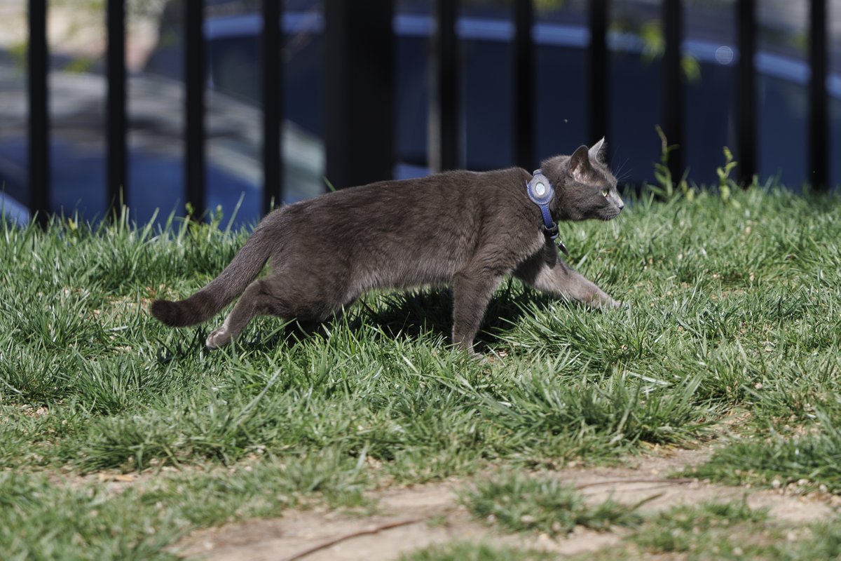 "Sophie", a house cat, wandered through the fence at the White House this AM. (AP Photo/Tom Brenner)
