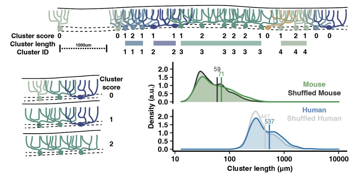 Silas E Busch tweet media