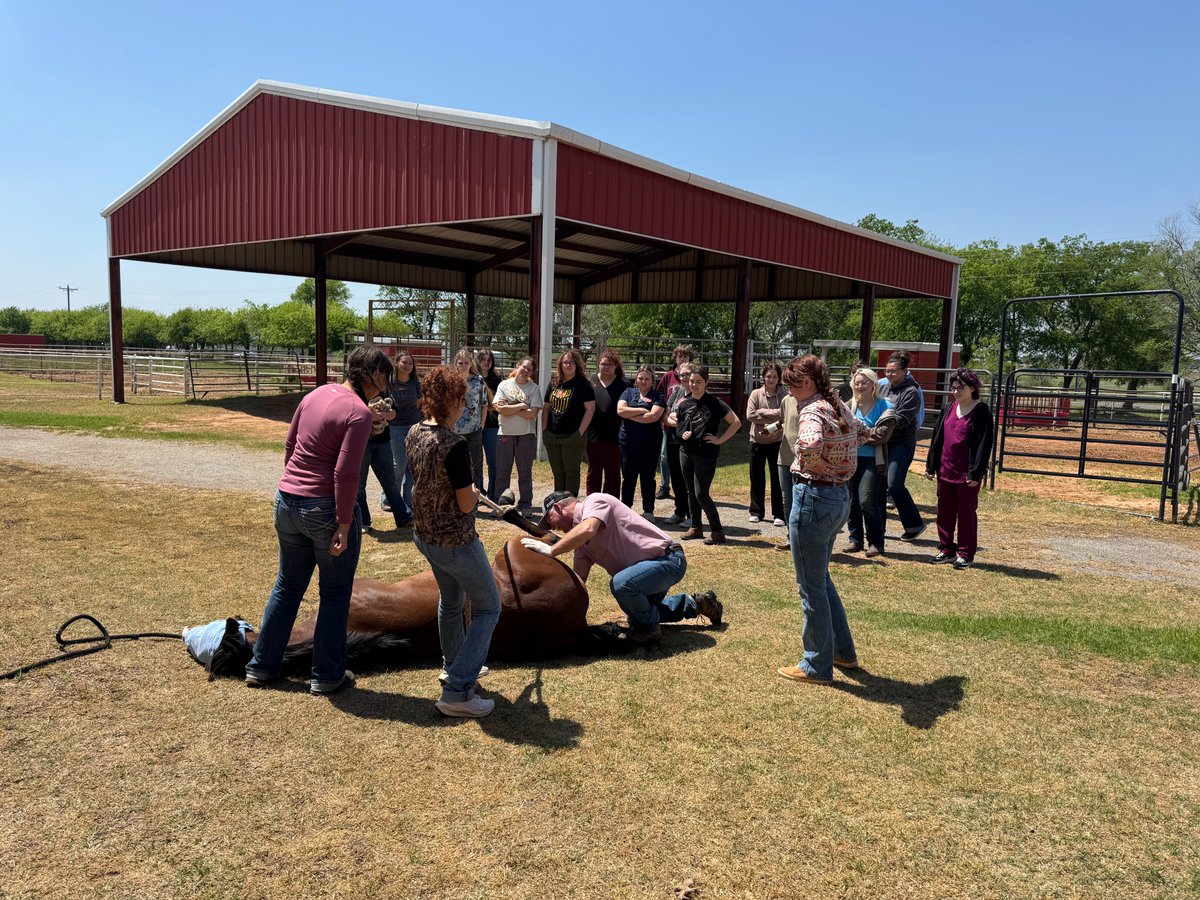 MidAmericaTech's tweet photo. Our afternoon Equine and Vet Assistant classes had an incredible opportunity to assist and observe as Dr. David White and his technician Chelsey performed a castration on MATC’s yearling, Ur A Whizard Harry.
Thank you, Dr. White and Chelsey for sharing your expertise! #MyMATC https://t.co/tTL0bc02WY