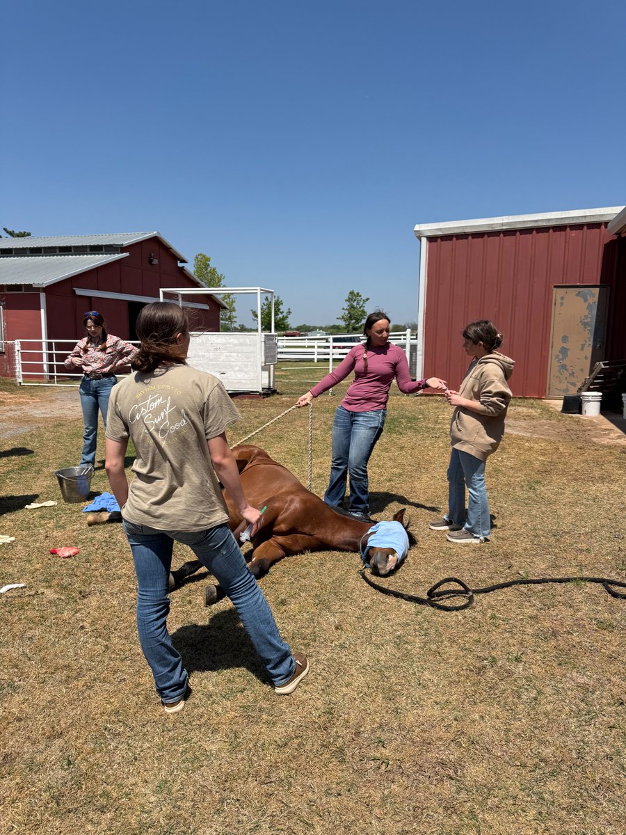 MidAmericaTech's tweet photo. Our afternoon Equine and Vet Assistant classes had an incredible opportunity to assist and observe as Dr. David White and his technician Chelsey performed a castration on MATC’s yearling, Ur A Whizard Harry.
Thank you, Dr. White and Chelsey for sharing your expertise! #MyMATC https://t.co/tTL0bc02WY