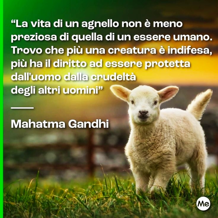 gianni_runco's tweet photo. Le religioni dovrebbero proteggere tutte le creature, invece di invitare al loro massacro. #Gandhi #pasquavegana #govegan #AnimalRights #veganfood #veganism #veganlife #crueltyfree #Vegan #nomeat #vegano #plantbased #vegetables  #veganworld #empatia #animalliberation #SaveTheLamb https://t.co/rKAZS8nbuf