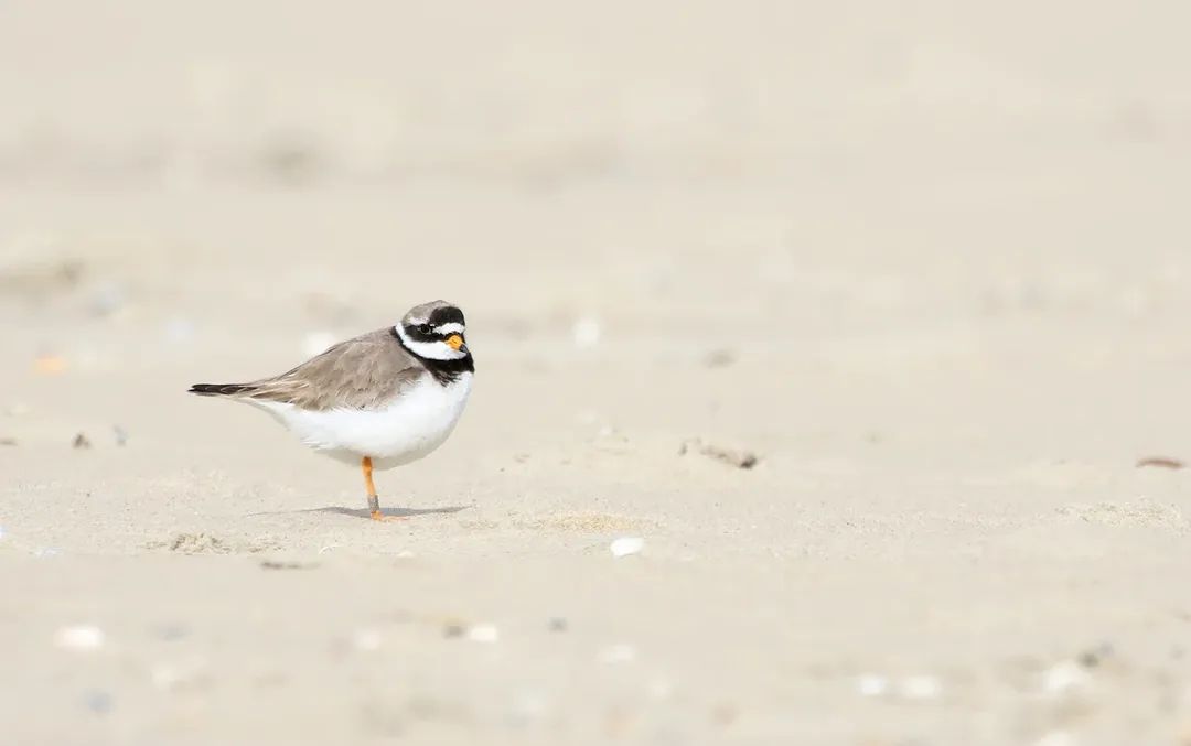 Boswachter Thomas tweet media