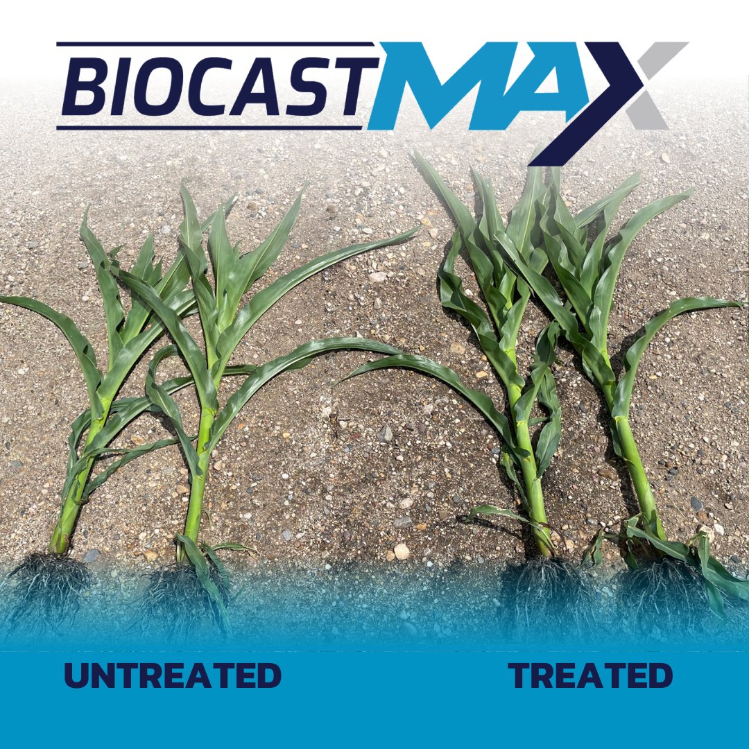 bw_fusion's tweet photo. This isn't magic. It's Biocast MAX — the only nutrient accelerator to release iron, manganese, and moly. 🌽
Take your crops (not your budget) to the MAX this season. Ready to unleash your fields potential? #Plant25 Reach out or learn more: https://t.co/aIvRlKnlL6
#bwdifference #farmprofitability #sustainablefarming #biologicals #cropresidue #fertilizerefficiency #soilfertility #soilhealth