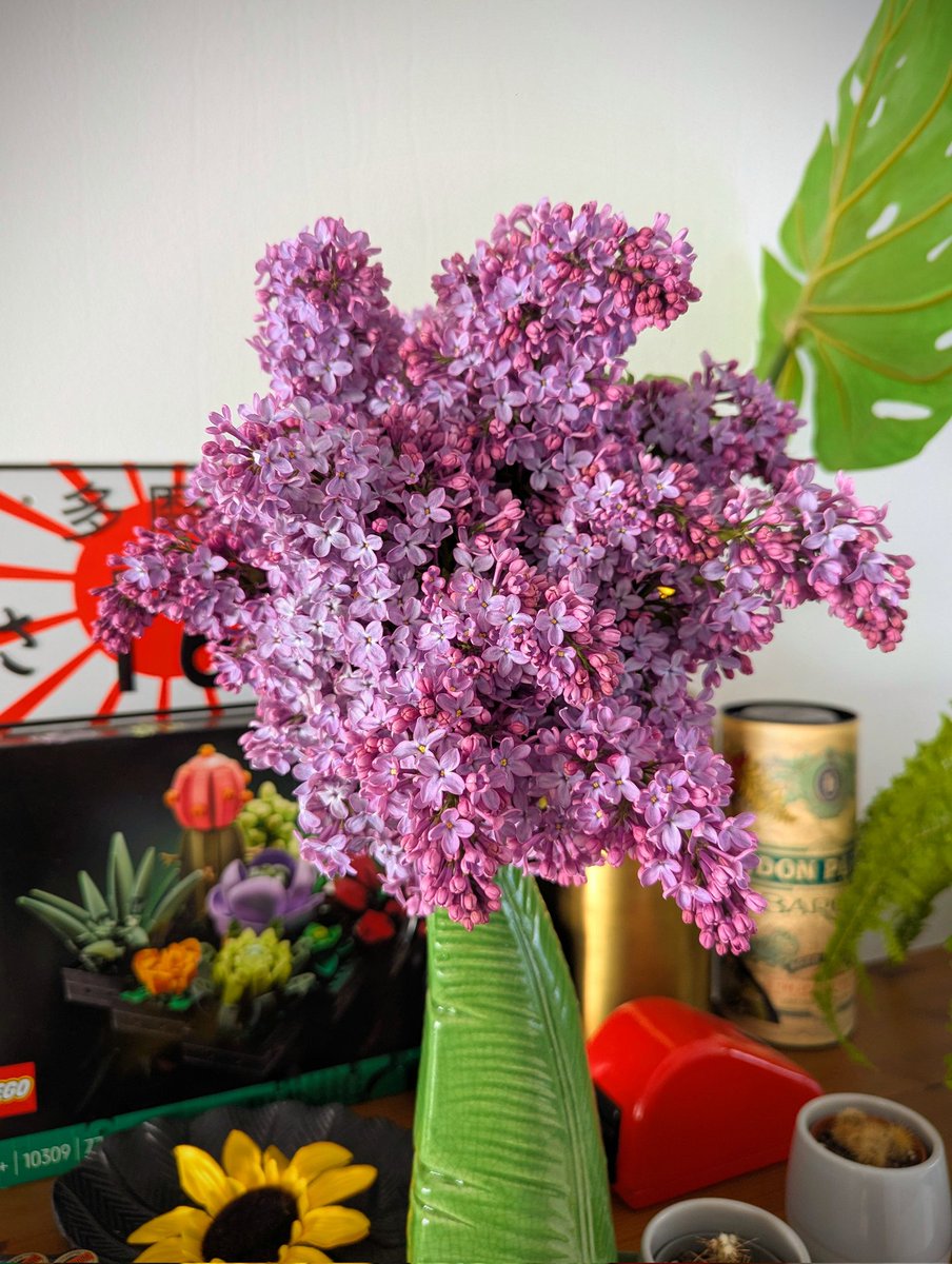 I'ts lilac time!!!🪻🪻🪻