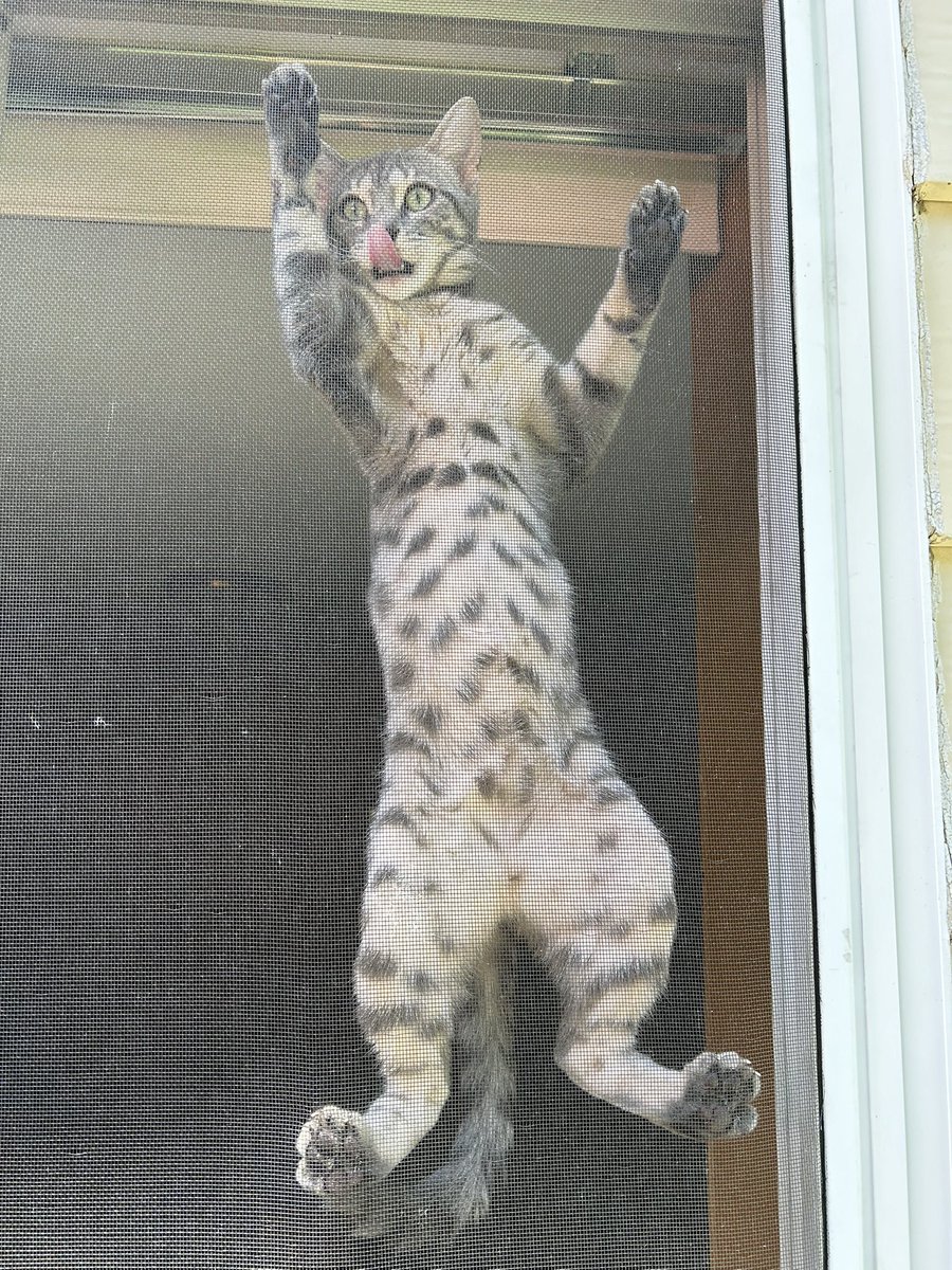 Camaro356's tweet photo. @RuthWobbles I see your tongue &amp; raise you, my tongue as I climb the screen door.
~ Alice MeowMeow https://t.co/93YhZHmLJf