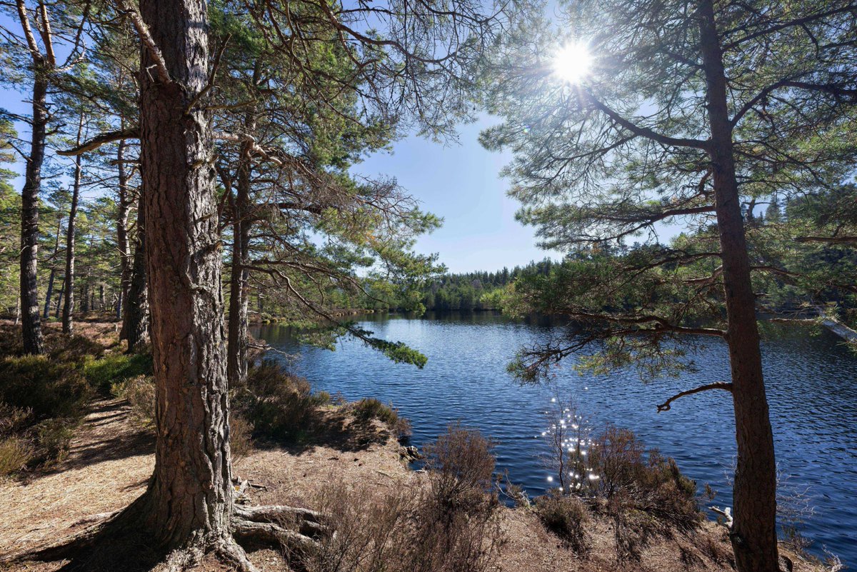 💭✨Dreaming of peaceful moments like this - overlooking the breathtaking Uath Lochans surrounded by the ancient pines of Glen Feshie?
Then a stay with Great North Lodges is your perfect escape.🏠🪴 
🔗 greatnorthlodges.co.uk