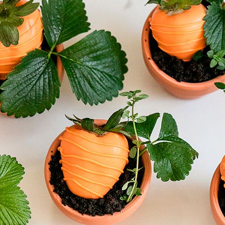CAStrawberries's tweet photo. Some bunny’s going to love these! 🐰🍓 Sweet strawberry “carrots” make the perfect spring treat. #easter #strawberries #desserts #springrecipes

Here's how to make them:

Ingredients
12 ounces orange Candy Melts
8 large strawberries
2 cups crushed chocolate cookies like dark chocolate Oreos
16 sprigs of fresh herbs thyme, mint, or stems from a strawberry plant

Instructions
Line a cookie sheet with parchment paper.
Place the candy melts in a microwave-safe bowl. Microwave for 1 minute, then stir until all the Candy Melts are fully melted.
Push a skewer into the top of a strawberry and fully dip the strawberry into the melted orange candy.
Place the dipped strawberry on parchment paper to harden. Repeat process with the remainder of the strawberries and allow candy coating to harden for 5 minutes while preparing the piping bag.
Transfer the rest of the melted candy melts into a piping bag.
Cut a tiny hole at the bottom of the piping bag and pipe horizontal lines onto each strawberry to make it look like a carrot.
Fill each terra-cotta pot with ¼ cup of the crushed cookies.
Add two sprigs of fresh herbs to each pot, then place a strawberry on top of the crushed cookies.