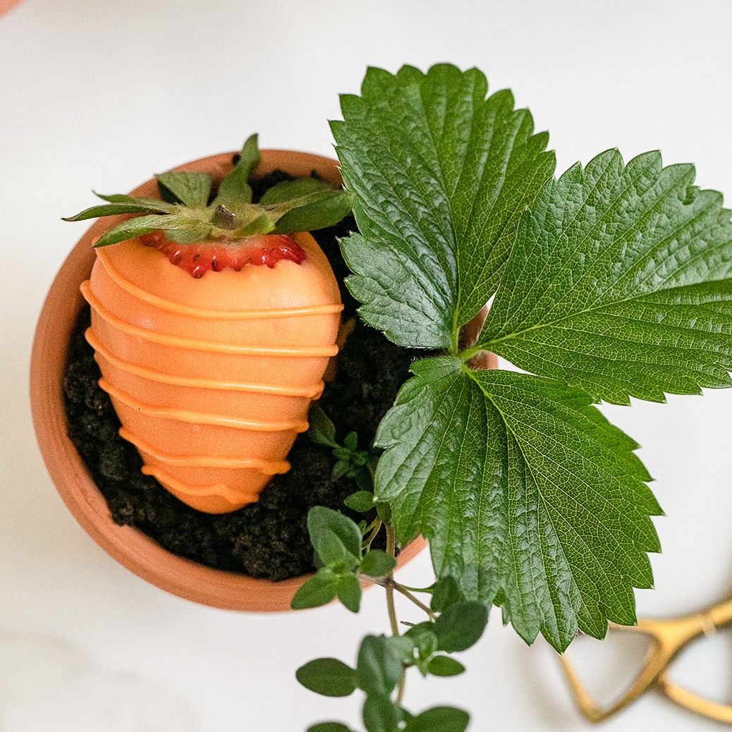 CAStrawberries's tweet photo. Some bunny’s going to love these! 🐰🍓 Sweet strawberry “carrots” make the perfect spring treat. #easter #strawberries #desserts #springrecipes

Here's how to make them:

Ingredients
12 ounces orange Candy Melts
8 large strawberries
2 cups crushed chocolate cookies like dark chocolate Oreos
16 sprigs of fresh herbs thyme, mint, or stems from a strawberry plant

Instructions
Line a cookie sheet with parchment paper.
Place the candy melts in a microwave-safe bowl. Microwave for 1 minute, then stir until all the Candy Melts are fully melted.
Push a skewer into the top of a strawberry and fully dip the strawberry into the melted orange candy.
Place the dipped strawberry on parchment paper to harden. Repeat process with the remainder of the strawberries and allow candy coating to harden for 5 minutes while preparing the piping bag.
Transfer the rest of the melted candy melts into a piping bag.
Cut a tiny hole at the bottom of the piping bag and pipe horizontal lines onto each strawberry to make it look like a carrot.
Fill each terra-cotta pot with ¼ cup of the crushed cookies.
Add two sprigs of fresh herbs to each pot, then place a strawberry on top of the crushed cookies.
