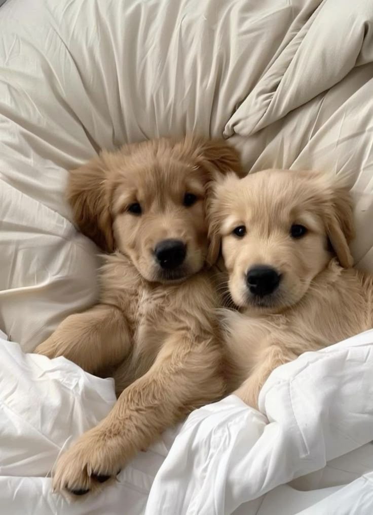 PŪNGAO ⚡️🍯 tweet media