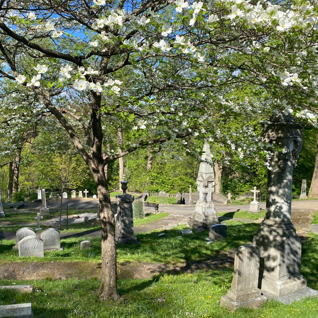 The dogwood and azalea blooms have come to Oak Hill to enjoy the beautiful spring weather! Spring is here at last! 

#OakHillCemeteryDC #SpringBlossoms