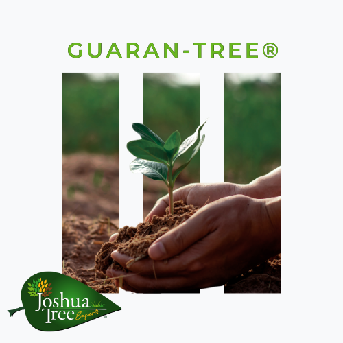 JoshuaTreeUSA's tweet image. Our Guaran-TREE is to donate a tree for every tree removal service we perform. 🌳 This means we are giving 650 tree saplings back to the community on Arbor Day this year!

#GuaranTREE #JoshuaTreeExperts #JTEGivesBack #CommunityInvolvement