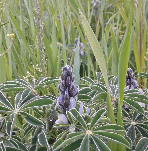 Vertes_Prairies's tweet photo. Le Lupin commence à fleurir ! 🤩🏵
(Mélange Lupin / Triticale) https://t.co/UrqGwvXwDn