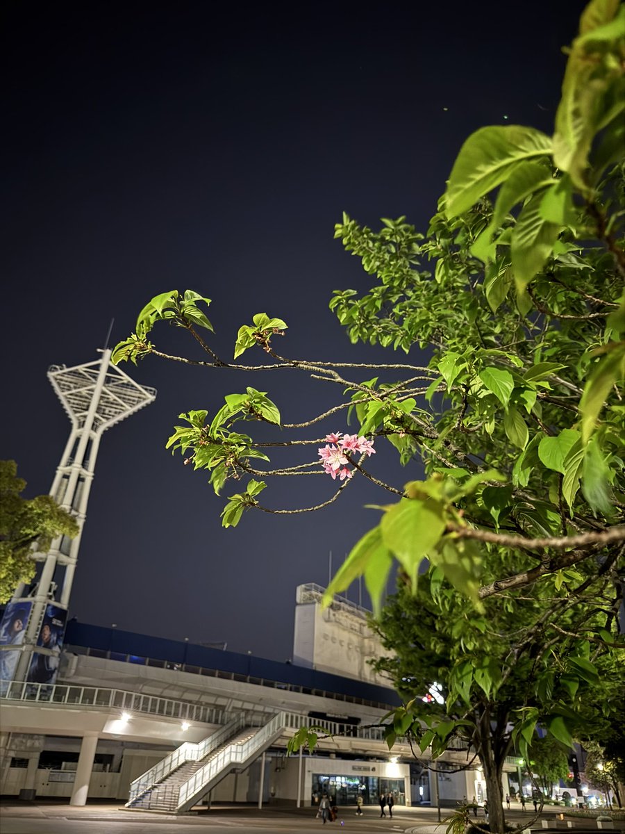 ハマスタ(横浜公園)で花見🌸