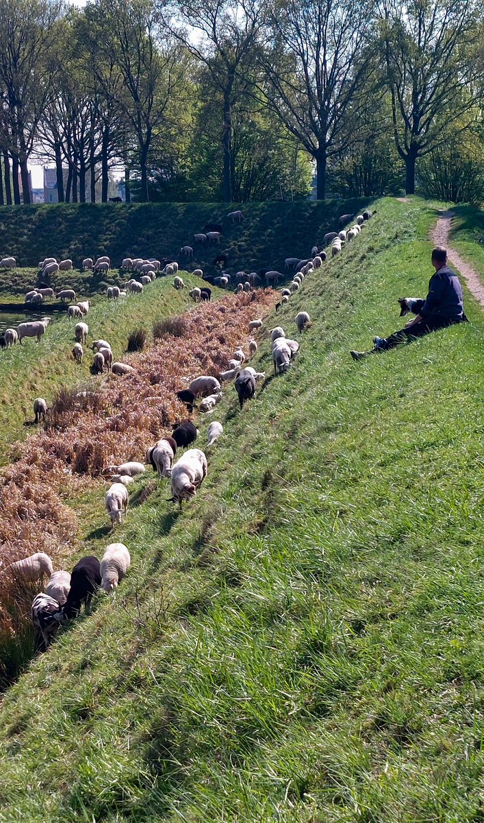 MAlblasserwaard's tweet photo. Even lekker wandelen en dan dit moois tegenkomen 🤩 #schaapskudde #Alblasserwaard #polder @5heerenlanden @StadNieuwpoort #schapen #kudde #schaapsherder #GroeneHart #vestingstad https://t.co/HR5q8BBxPR