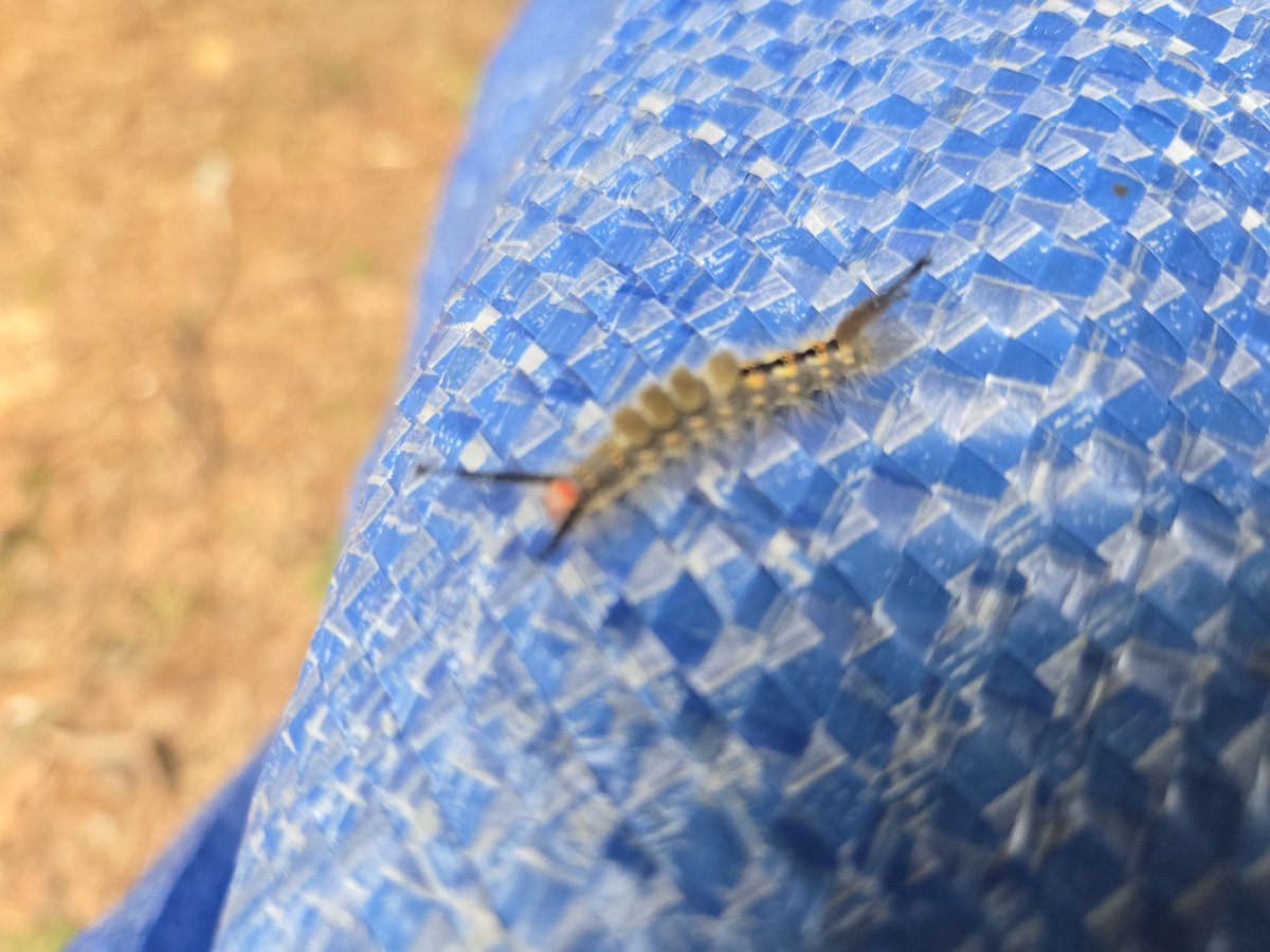 jbeeks22's tweet photo. Little guy was chilling out back https://t.co/ScKJSIZ1CW